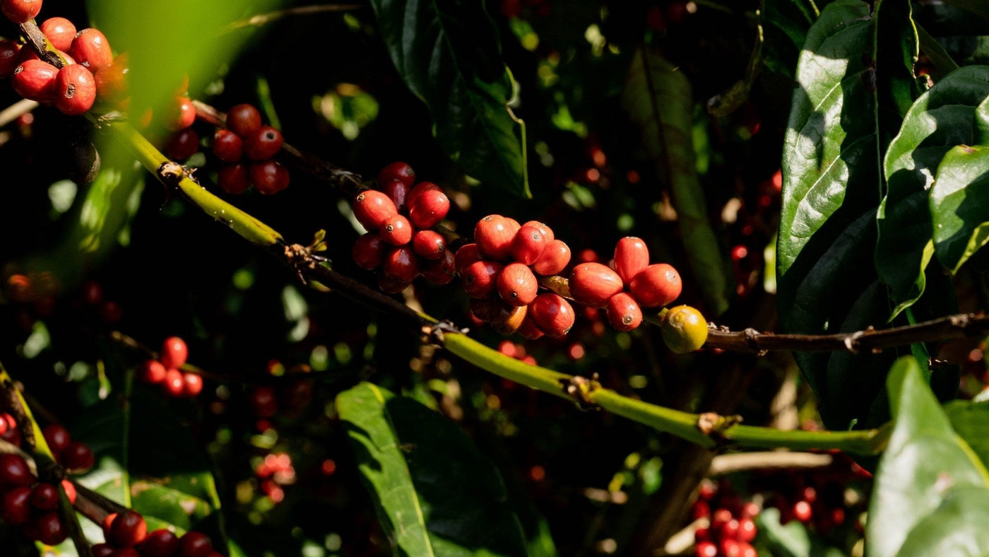 OPTIMUM - Optimist Coffee