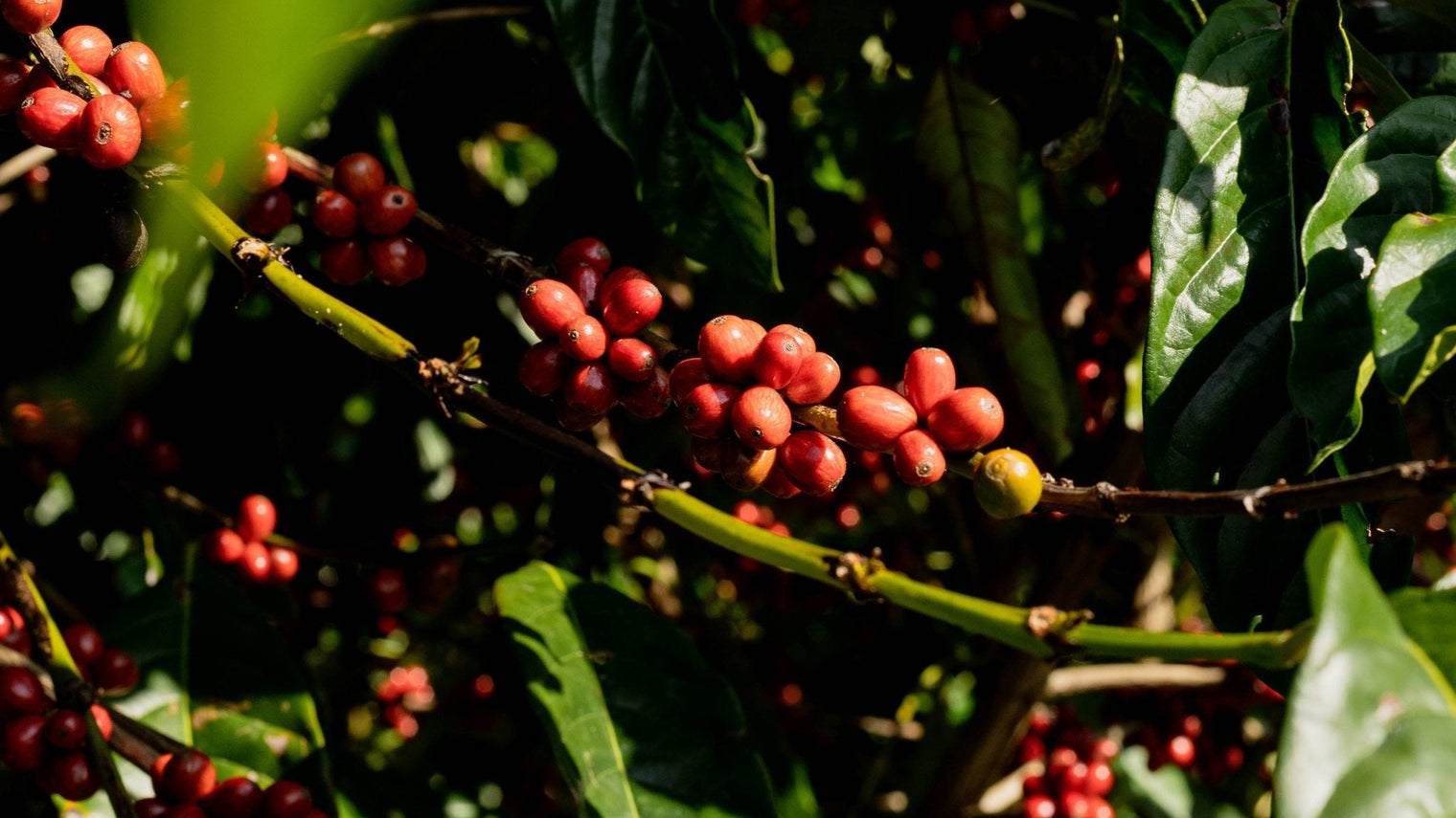 OPTIMUM - Optimist Coffee