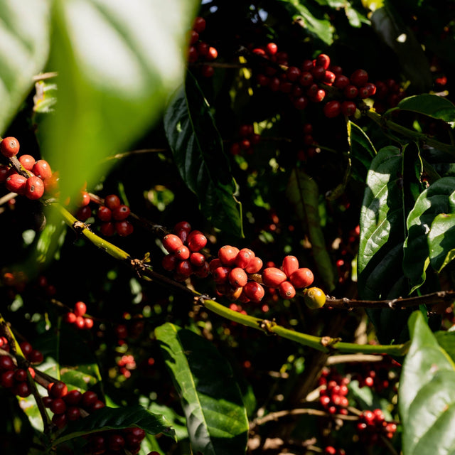 MEHR ALS ARABICA VS. ROBUSTA: WIE VARIETÄTEN DEN GESCHMACK BESTIMMEN - Optimist Coffee