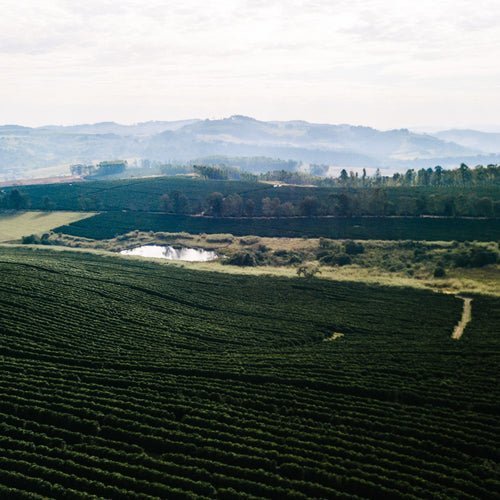 ORIGIN STORIES – FAZENDA PINHEIRO - Optimist Coffee