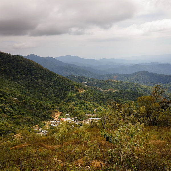DECAF OMNIROAST - Optimist Coffee