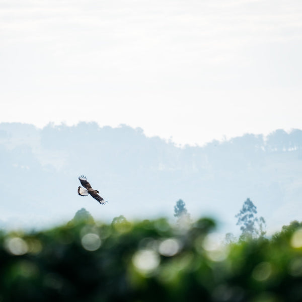 FRÜHLING - Optimist Coffee