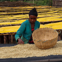 KELLOO SIKO - Optimist Coffee