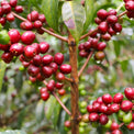 KELLOO SIKO - Optimist Coffee