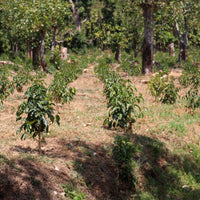 LAS LAJAS - Optimist Coffee