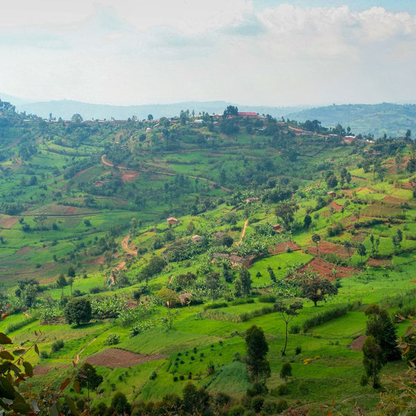 MUNYINYA - Optimist Coffee
