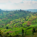 Munyinya Hill, Burundi – Kaffeefarmen auf 1.700–2.100 m – Foto: Long Miles Coffee