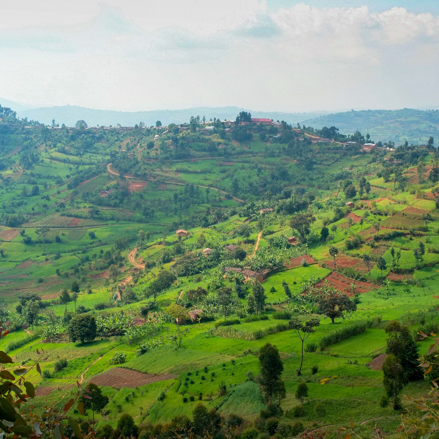 Munyinya Hill, Burundi – Kaffeefarmen auf 1.700–2.100 m – Foto: Long Miles Coffee