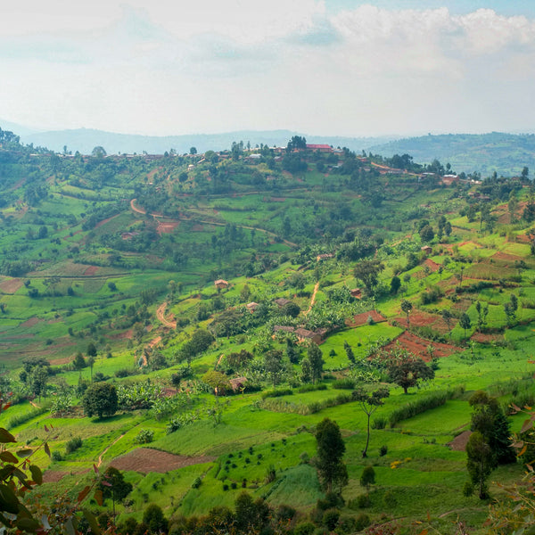 Munyinya Hill, Burundi – Kaffeefarmen auf 1.700–2.100 m – Foto: Long Miles Coffee