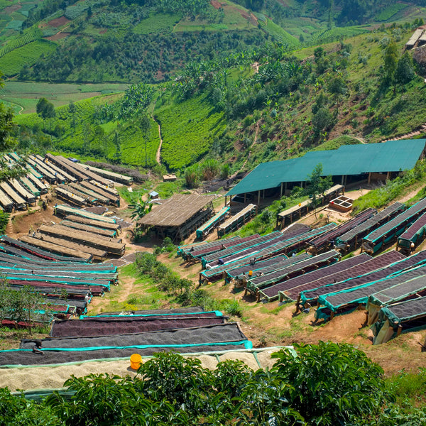 Kaffeekirschen-Verarbeitung in der Bukeye Washing Station, Burundi – Foto: Long Miles Coffee