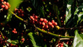 OPTIMUM - Optimist Coffee
