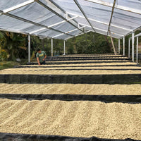 TANAIRI - Optimist Coffee