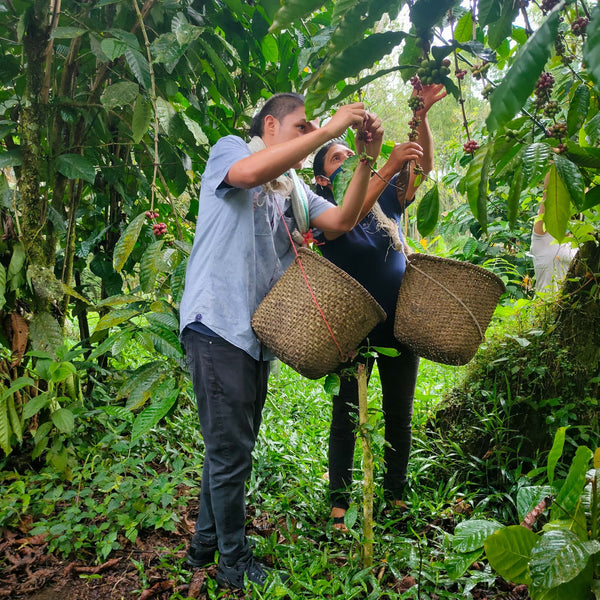 WITOCA - Optimist Coffee